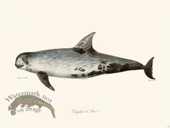 Cuvier 426 Risso's Dolphin